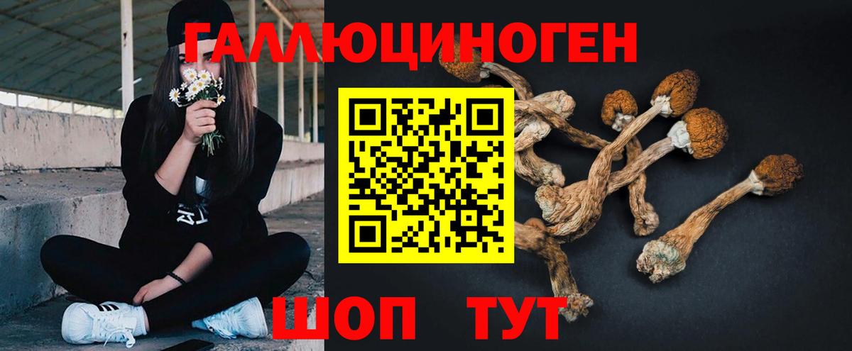 Псилоцибиновые грибы Psilocybe  Вход с VPN  Псилоцибиновые грибы GOLDEN TEACHER  Зеленогорск 